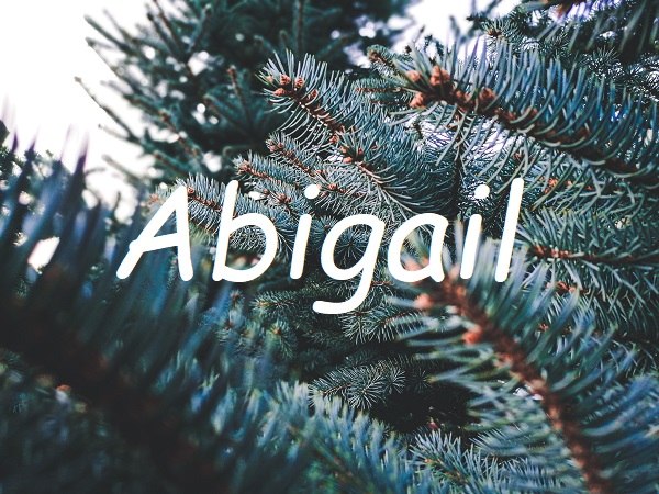 Jméno Abigail na pozadí obrázku s jehličnatými větvičkami.
