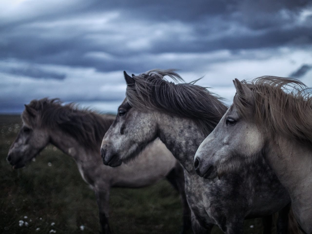 Stádo šedých koní na louce, v pozadí zatažená obloha.
