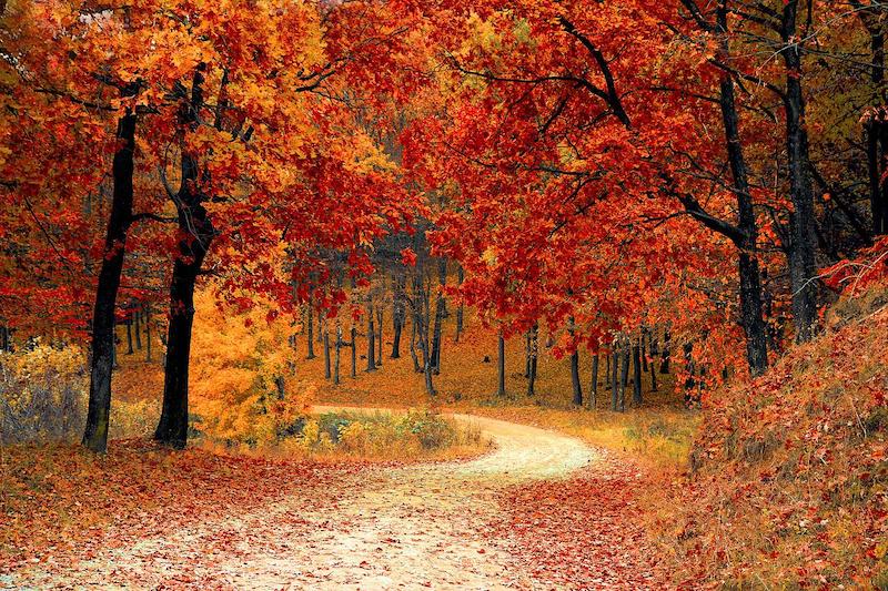 Les s krásně zbarveným podzimním listím do červených a oranžových barev.