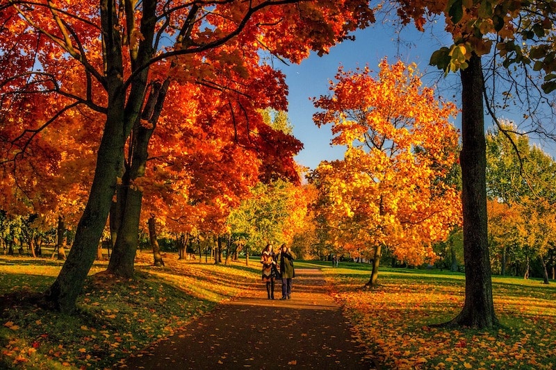 Nádherná podzimní scenérie s vybarvenými stromy a dvojící, kráčející po chodníku uprostřed.