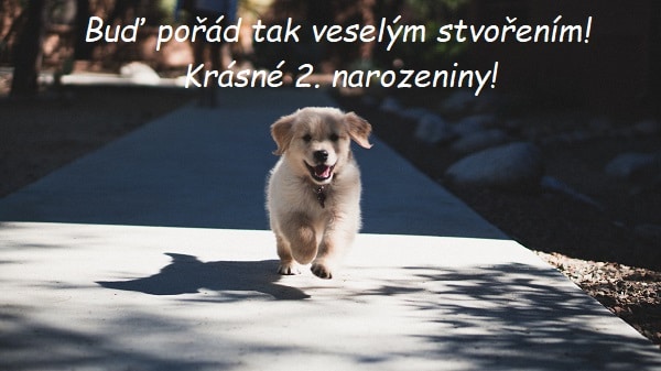 Běžící štěně zlatého retrívra na chodníku s přáním krásných druhých narozenin. 