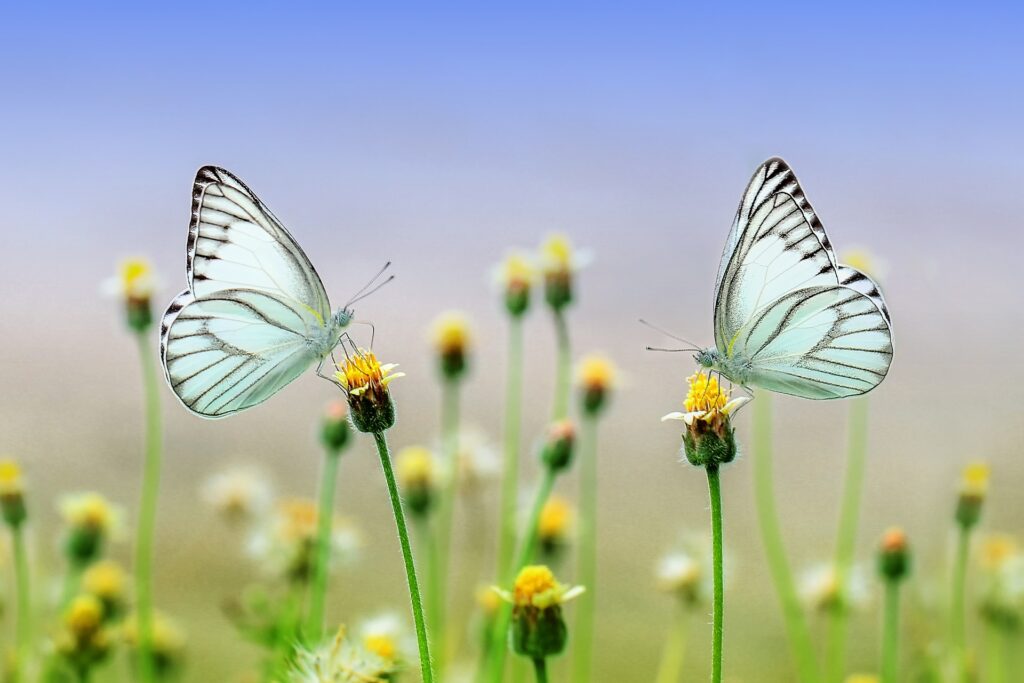 Dva motýli sedící na květinách.