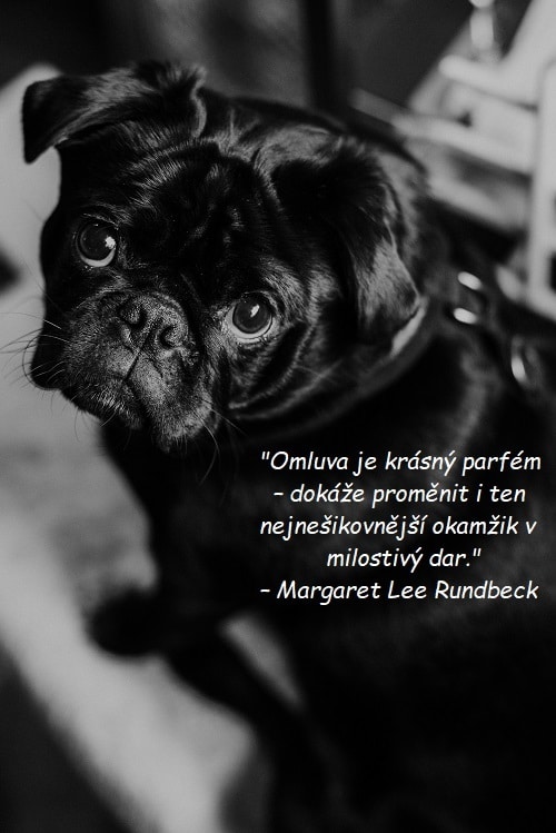 Omluvný citát Margaret Lee Rundbeck na pozadí fotografie s černým smutně se koukajícím mopslíkem. 