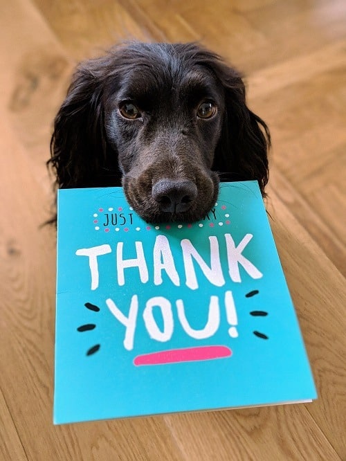 Černý sedící pes a tyrkysovou kartičkou v tlamě s nápisem "thank you". 