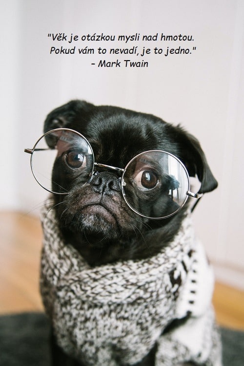 Citát o stárnutí od Marka Twaina na pozadí fotografie s černým mopslíkem v brýlích a svetru.