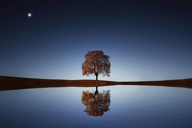 Obrázek stromu v noci s odrazem na vodní hladině.