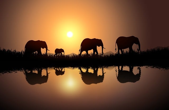 Sloni u vody při západu slunce.