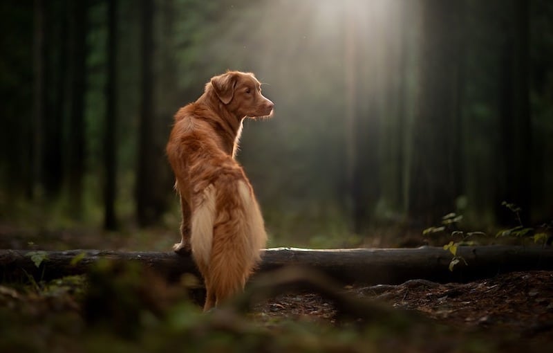 Krásný lovecký pes uprostřed les, kde prosvítá slunce.