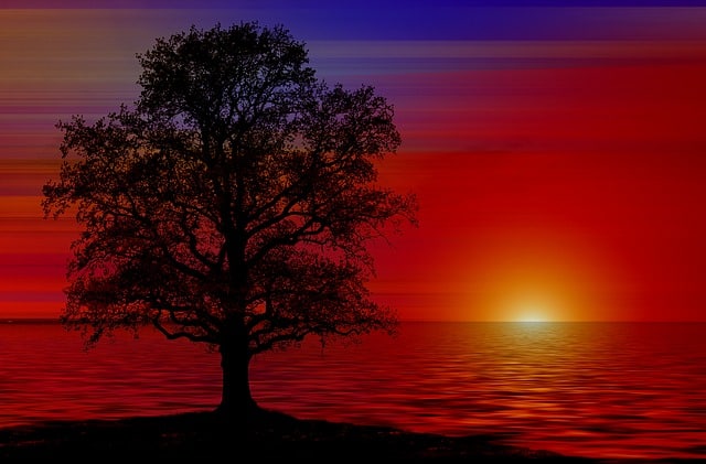Strom u moře při západu slunce.