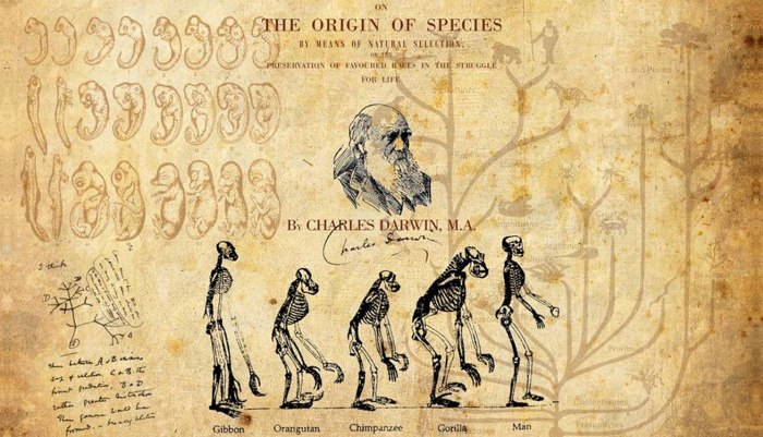 Znázornění Darwinových evolučních myšlenek.