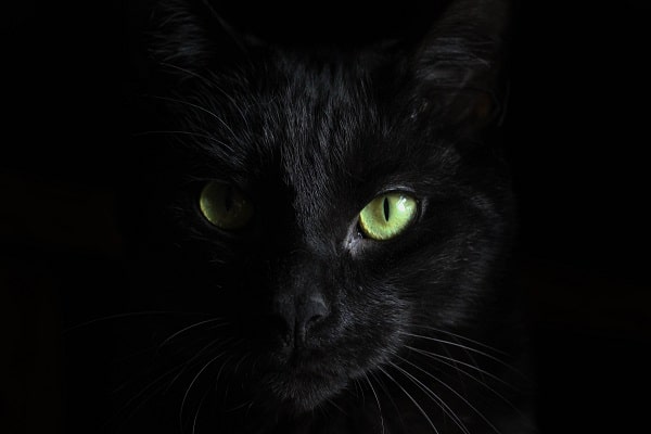 Detail na hlavu černé kočky se zelenýma očima.