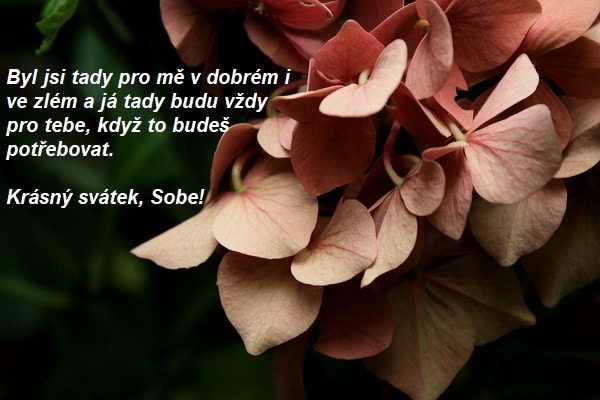 Přání k svátku pro Soběslava na pozadí okvětních lístků na rostlině.
