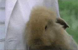 GIF gratulace k jmeninám s usmívajícím se králíkem.