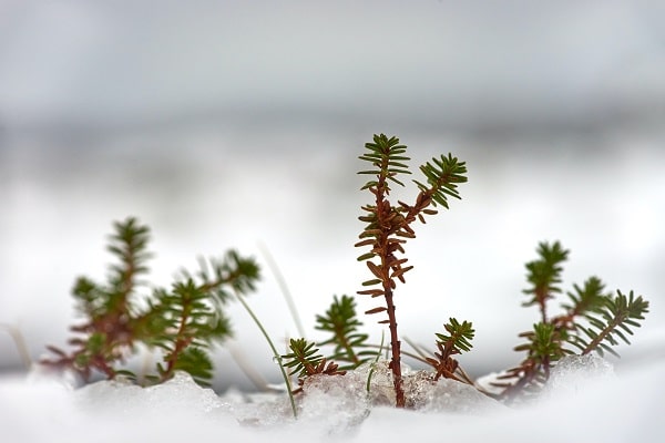 Jehličnaté větvičky keře vyrůstající ze země pokryté sněhem.