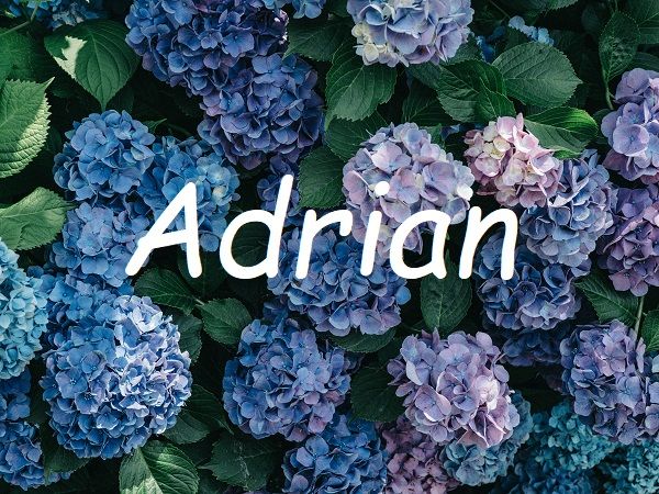 Jméno Adrian na pozadí fotografie s modrými květy.