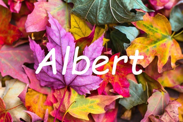 Jméno Albert na pozadí fotografie s barevnými spadanými listy.