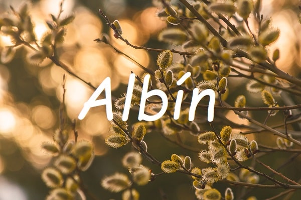 Jméno Albín na pozadí fotografie větví vrby s kočičkami.