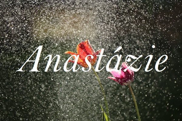 Jméno Anastázie na pozadí fotografie s tulipány kropenými vodou.