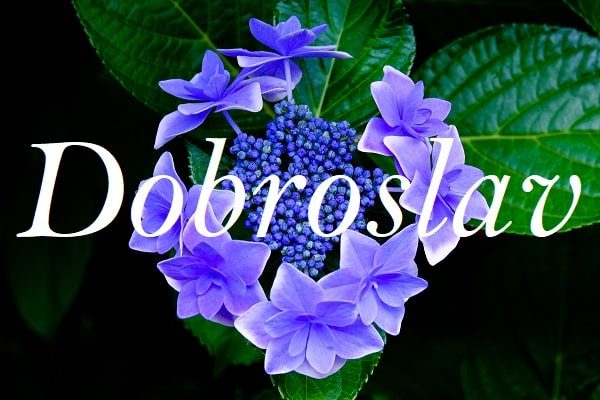 Jméno Dobroslav na pozadí fotografie fialových květů.