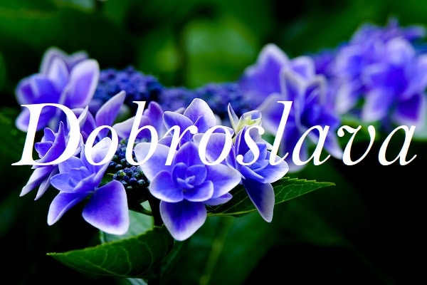 Jméno Dobroslava na pozadí fotografie fialového květu.