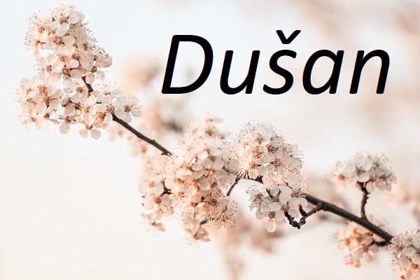 Jméno Dušan na pozadí fotografie rozkvetlé větve stromu.