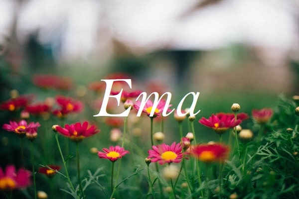 Jméno Ema na pozadí rozkvetlých gerber.