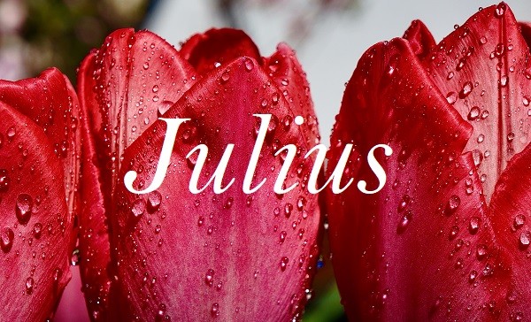 Jméno "Julius" na pozadí fotografie orosených květů tulipánů.