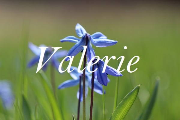 Jméno Valerie na pozadí fotografie fialové luční květiny.