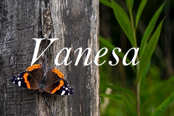 Jméno "Vanesa" na pozadí fotografie motýla Babočka Admirál sedícího na stromě.