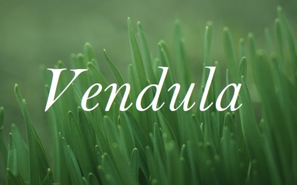 Jméno Vendula na pozadí fotografie zelených listů narcisů.