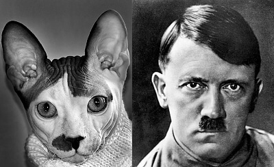 Černobílá fotografie s koláží kočky, vypadající jako Adolf Hitler a samotným Adolfem Hitlerem.
