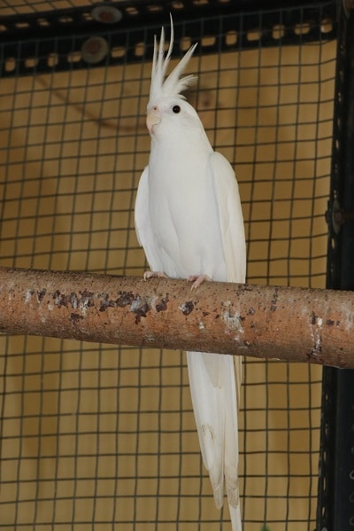 Korela chocholatá – albino sedící na větvi.