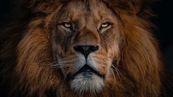 Přímý pohled lva 