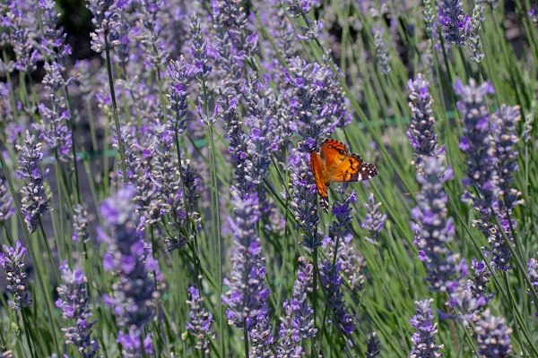 Levandulová louka s motýlem sedícím na jednom z květů.