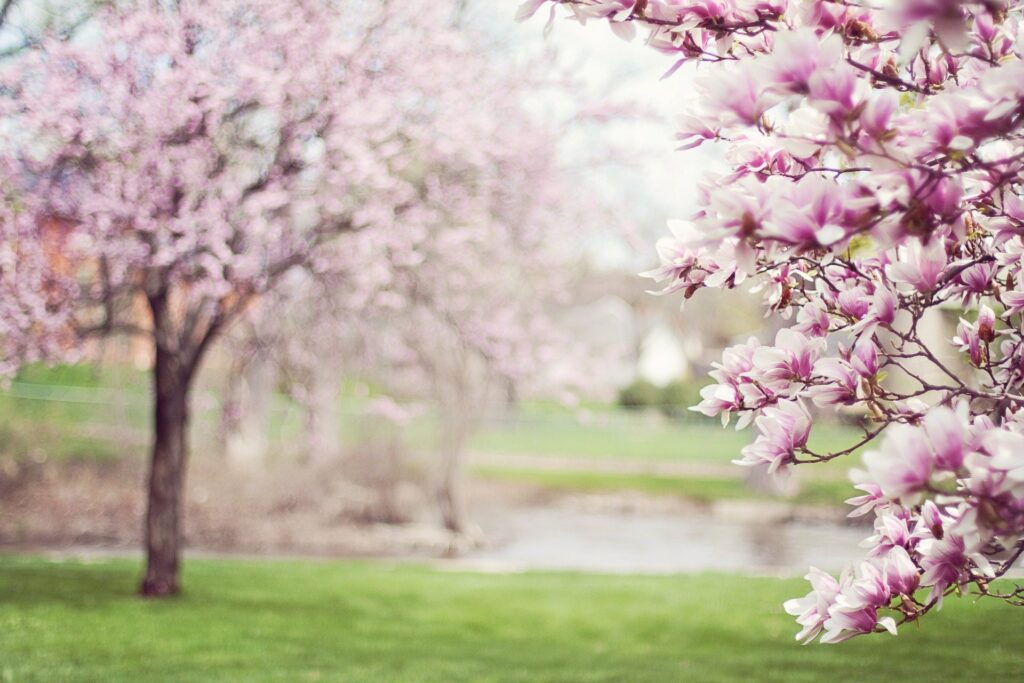 Fotografie růžově rozkvetlých stromů.