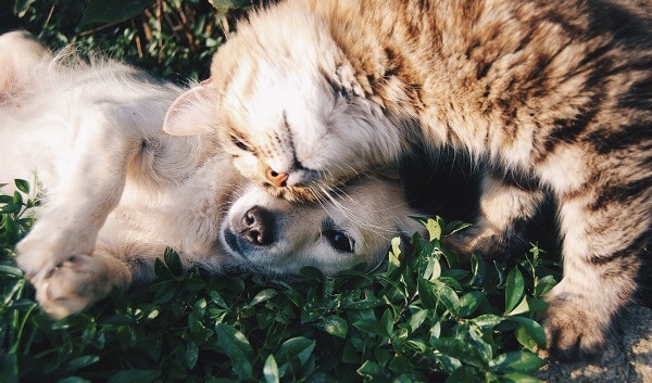 Pes a kočka mazlící se v trávě