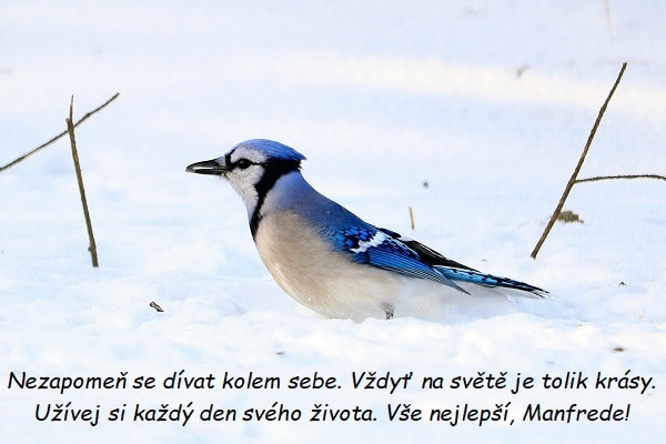 Modrá sojka, stojící ve sněhu, s přáním ke jmeninám Manfredovi.