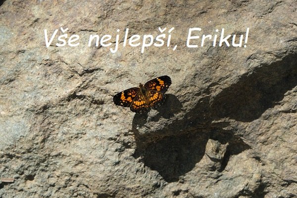 Motýlek sedící na kameni s nápisem Všem nejlepší, Eriku!