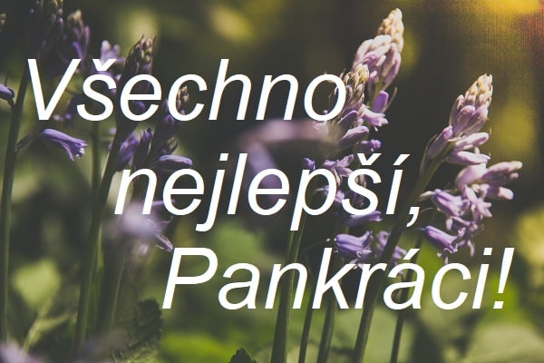 Přání "Všechno nejlepší, Pankráci!" na pozadí fialových lučních rostlinek.