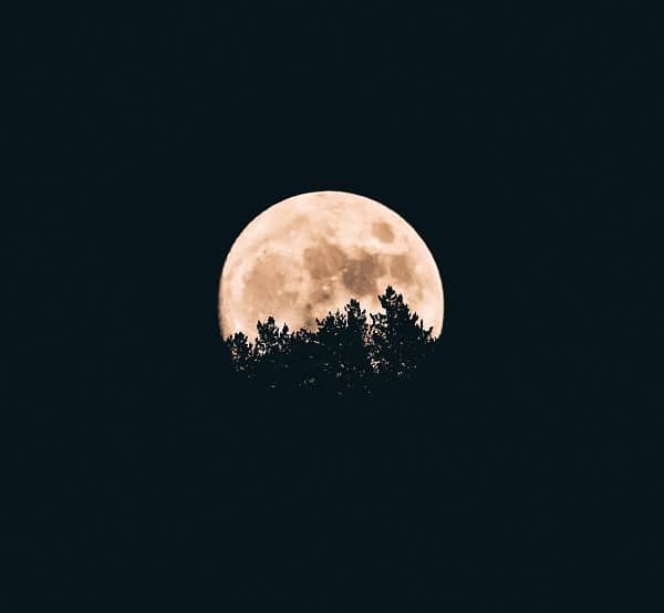 Měsíc na noční obloze za korunami jehličnatých stromů.