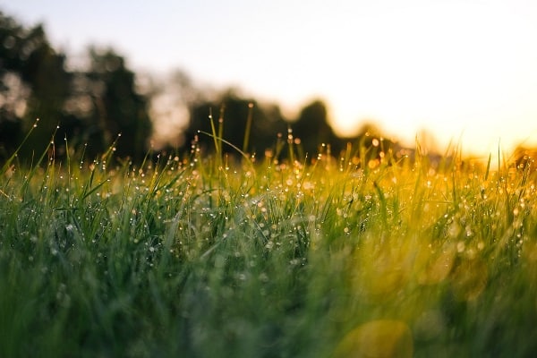 Detail na orosenou trávu na louce při východu slunce.