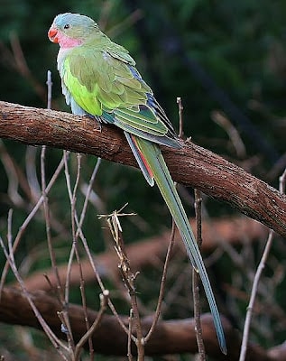 Papoušek Alexandřin sedící v přírodě na větvi