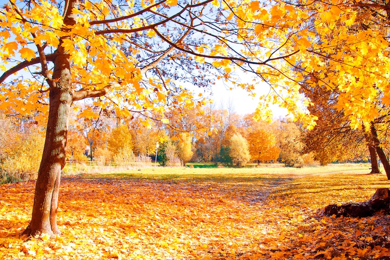 Podzimní krajina v krásných zlatých odstínech.