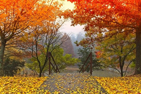 Schody v parku lemované listnatými stromy s podzimním barevným listím. 