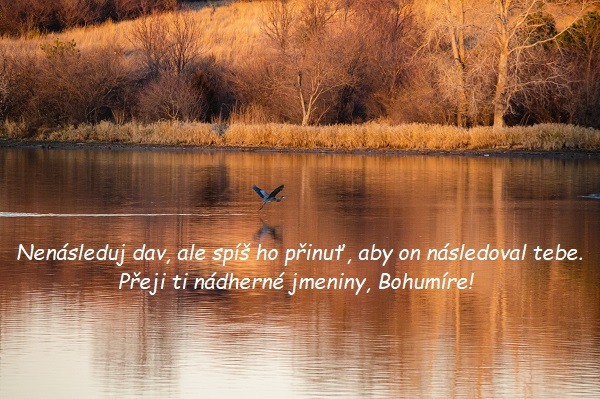 Přání k svátku Bohumírovi na pozadí letící volavky nad hladinou jezera. 
