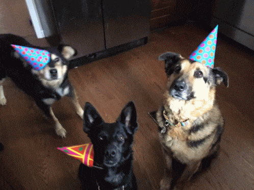 GIF přání k jmeninám psi s party čepicí. 