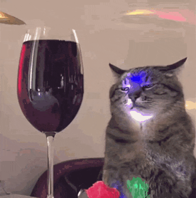 GIF blahopřání k svátku kočka s vínem. 