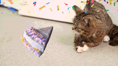 GIF přání k svátku kočka s dortem a konfetami. 