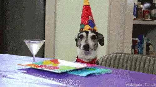 GIF blahopřání pes s party čepicí a martini na stole. 