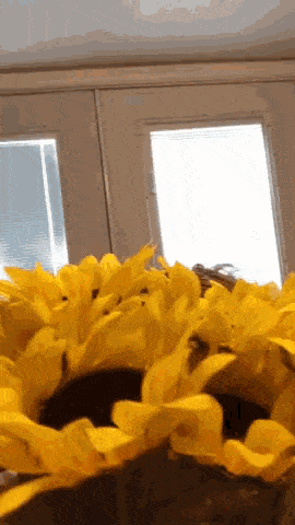 GIF přání muž s kyticí slunečnic. 